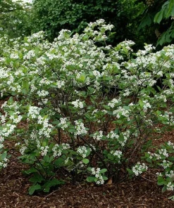 5 Black Chokeberry Shrubs 6-12