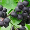 5 Black Chokeberry Shrubs 6-12" - Aronia melanocarpa Native Plant Quart Pot - Image 1