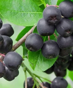 5 Black Chokeberry Shrubs 6-12
