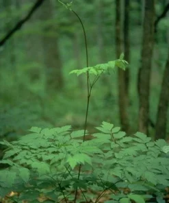 5 Black Cohosh Plants - Actaea Racemosa Bare Root Wildflower Native Organic - Image 8