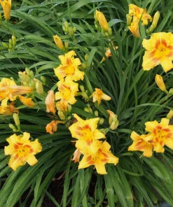 5 Black Eyed Stella de Oro Daylily Perennial Bare Root Starter Plants - Image 2
