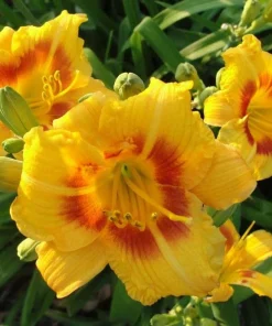 5 Black Eyed Stella de Oro Daylily Perennial Bare Root Starter Plants - Image 4
