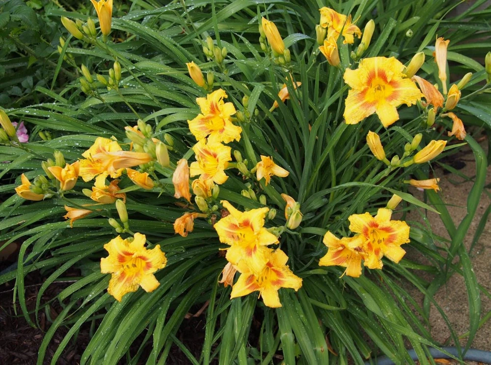 5 Black Eyed Stella de Oro Daylily Perennial Bare Root Starter Plants - Image 6