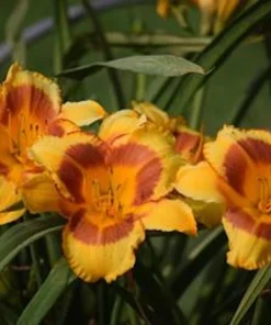 5 Black Eyed Stella de Oro Daylily Perennial Bare Root Starter Plants - Image 7