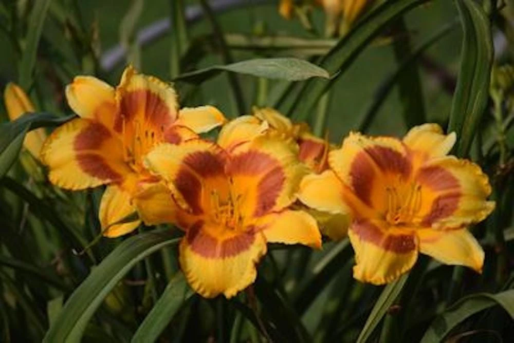 5 Black Eyed Stella de Oro Daylily Perennial Bare Root Starter Plants - Image 7