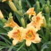 5 Black Eyed Stella de Oro Daylily Perennial Bare Root Starter Plants - Image 1
