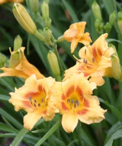 5 Black Eyed Stella de Oro Daylily Perennial Bare Root Starter Plants - Image 1