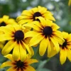 5 Black-Eyed Susan Rudbeckia Wildflower Bare Root Plants - Outdoor Sun Perennial - Image 1