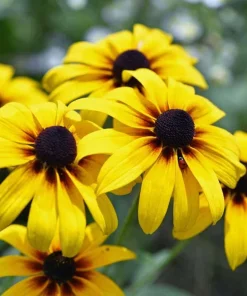 5 Black-Eyed Susan Rudbeckia Wildflower Bare Root Plants - Outdoor Sun Perennial - Image 1