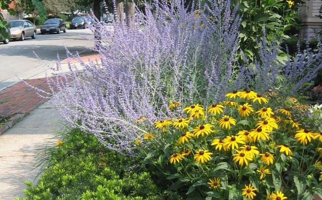 5 Black-Eyed Susan Rudbeckia Wildflower Bare Root Plants - Outdoor Sun Perennial - Image 3