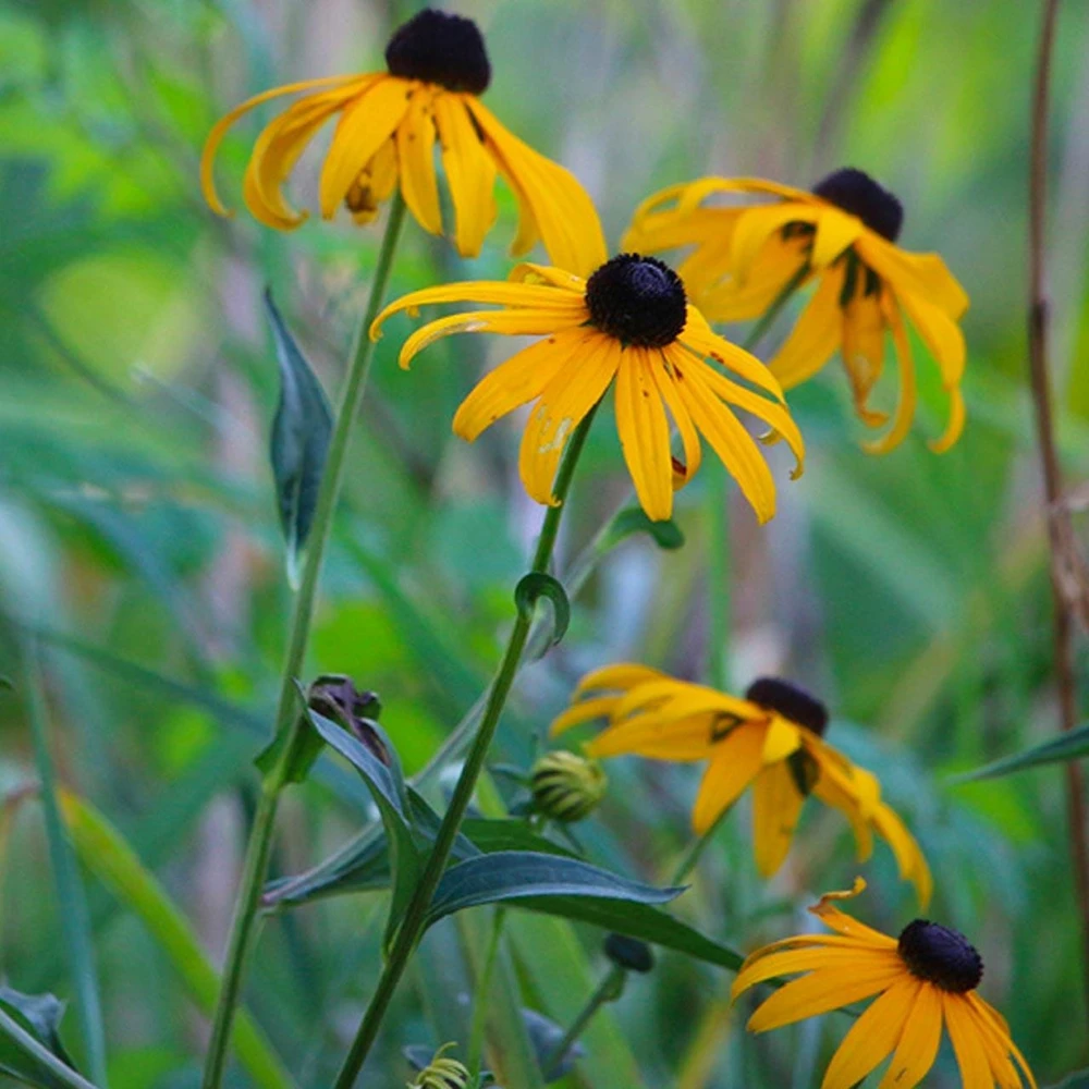 5 Black-Eyed Susan Rudbeckia Wildflower Bare Root Plants - Outdoor Sun Perennial - Image 4