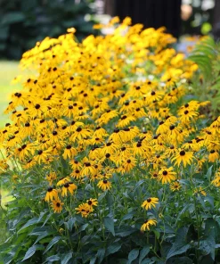5 Black-Eyed Susan Rudbeckia Wildflower Bare Root Plants - Outdoor Sun Perennial - Image 6