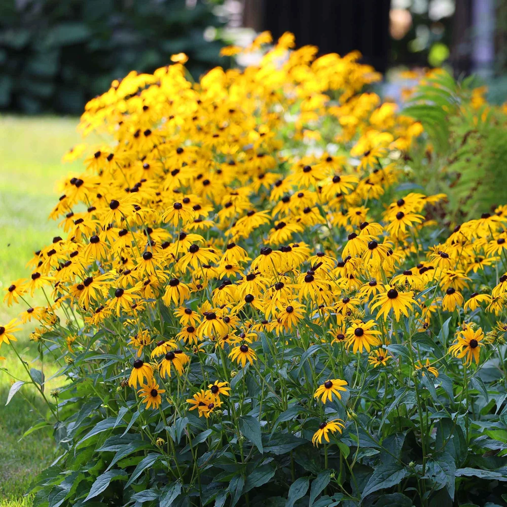 5 Black-Eyed Susan Rudbeckia Wildflower Bare Root Plants - Outdoor Sun Perennial - Image 6