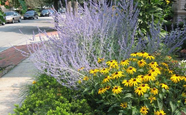 5 Black-Eyed Susan Rudbeckia Wildflower Bare Root Plants - Outdoor Sun Perennial - Image 7