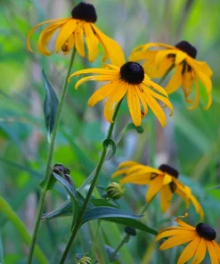 5 Black-Eyed Susan Rudbeckia Wildflower Bare Root Plants - Outdoor Sun Perennial - Image 8