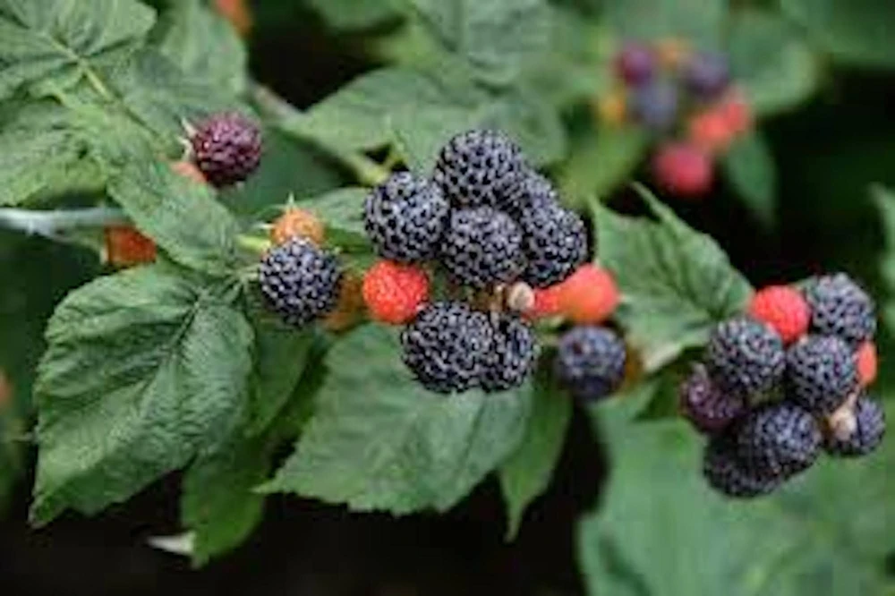 5 Black Hawk Black Raspberry Live Plants - Rubus occidentalis, 1-2 Yr Old Hardy Fruit - Image 1