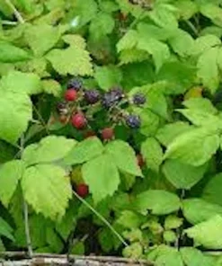 5 Black Hawk Black Raspberry Live Plants - Rubus occidentalis, 1-2 Yr Old Hardy Fruit - Image 4