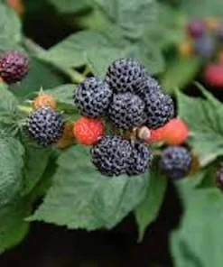 5 Black Hawk Black Raspberry Live Plants - Rubus occidentalis, 1-2 Yr Old Hardy Fruit - Image 5
