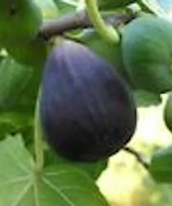 5 Black Mission Fig Tree Starter Plants - Ficus Carica - Fruit Live Plant - Image 4