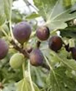 5 Black Mission Fig Tree Starter Plants - Ficus Carica - Fruit Live Plant - Image 6