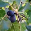 5 Black Mission Fig Tree Starter Plants - Ficus Carica - Fruit Live Plant - Image 1