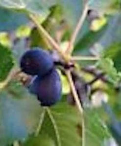 5 Black Mission Fig Tree Starter Plants - Ficus Carica - Fruit Live Plant - Image 1