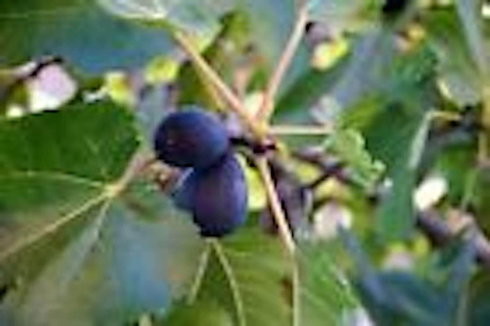 5 Black Mission Fig Tree Starter Plants - Ficus Carica - Fruit Live Plant - Image 1