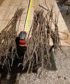 5 Black Walnut Tree Seedlings - Juglans nigra - Live Plant - 12-24in Tall - Quart Pot - Image 2