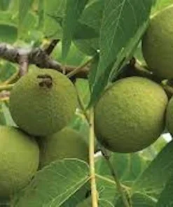 5 Black Walnut Tree Seedlings - Juglans nigra - Live Plant - 12-24in Tall - Quart Pot - Image 3