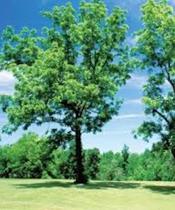 5 Black Walnut Tree Seedlings - Juglans nigra - Live Plant - 12-24in Tall - Quart Pot - Image 4