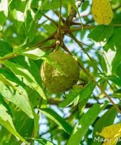 5 Black Walnut Tree Seedlings - Juglans nigra - Live Plant - 12-24in Tall - Quart Pot - Image 5