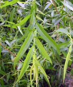 5 Black Willow Tree Salix nigra Live Plant 12-18" Tall Quart Pot Outdoor - Image 2
