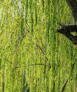 5 Black Willow Tree Salix nigra Live Plant 12-18