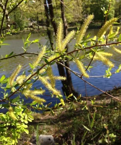 5 Black Willow Tree Salix nigra Live Plant 12-18