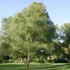 5 Black Willow Tree Salix nigra Live Plant 12-18" Tall Quart Pot Outdoor - Image 1