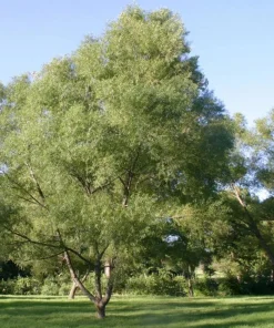 5 Black Willow Tree Salix nigra Live Plant 12-18