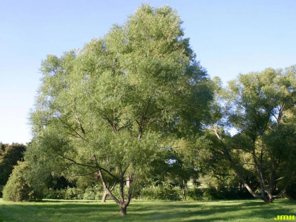 5 Black Willow Tree Salix nigra Live Plant 12-18" Tall Quart Pot Outdoor - Image 1