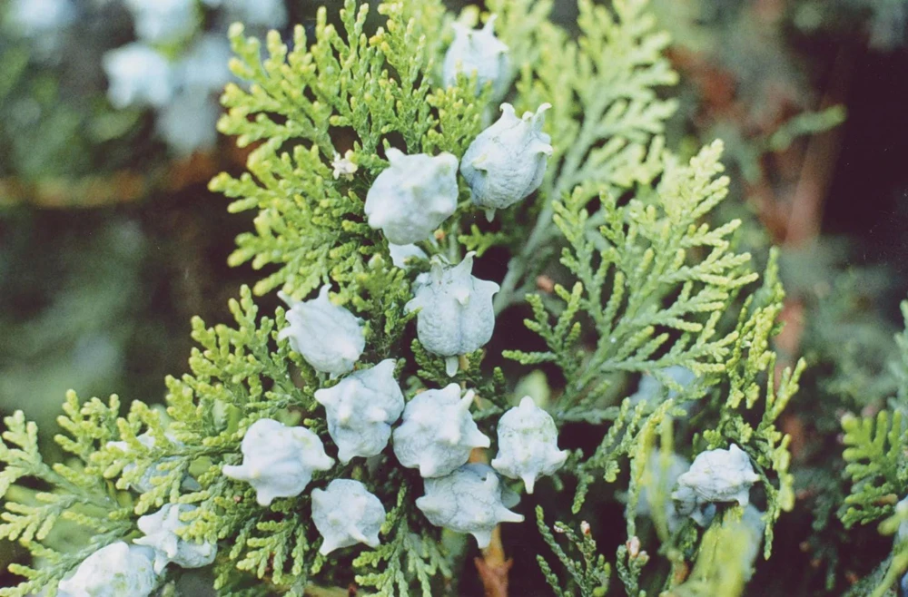 5 Blue Cone Arborvitae Starter Plug Live Plant - Platycladus orientalis - Evergreen Shrub - Image 3
