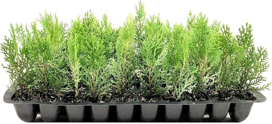 5 Blue Cone Arborvitae Starter Plug Live Plant - Platycladus orientalis - Evergreen Shrub - Image 4