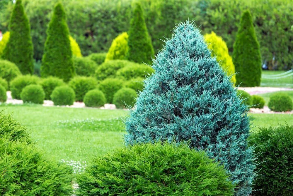5 Blue Cone Arborvitae Starter Plug Live Plant - Platycladus orientalis - Evergreen Shrub - Image 5