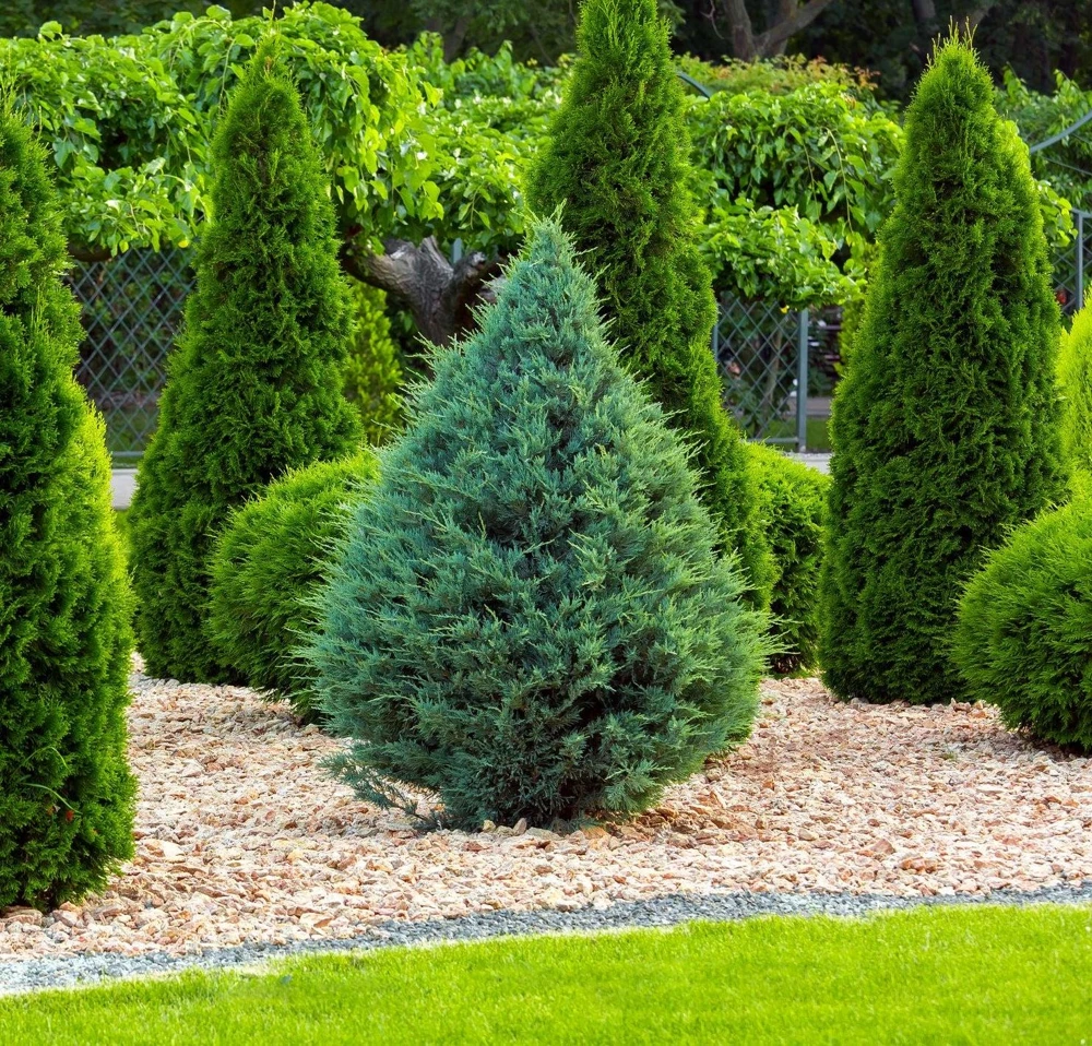 5 Blue Cone Arborvitae Starter Plug Live Plant - Platycladus orientalis - Evergreen Shrub - Image 6