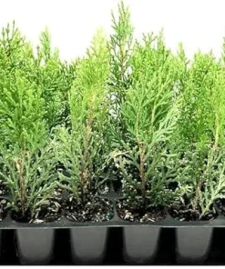 5 Blue Cone Arborvitae Starter Plug Live Plant - Platycladus orientalis - Evergreen Shrub - Image 8