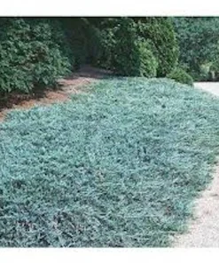 5 Blue Rug Juniper Live Plant – Juniperus horizontalis 'Wiltonii' Starter – Outdoor Groundcover - Image 2