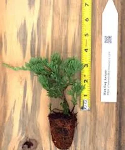 5 Blue Rug Juniper Live Plant – Juniperus horizontalis 'Wiltonii' Starter – Outdoor Groundcover - Image 3