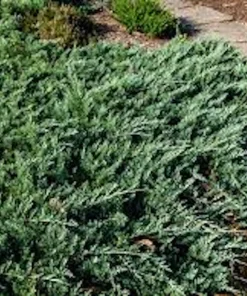 5 Blue Rug Juniper Live Plant – Juniperus horizontalis 'Wiltonii' Starter – Outdoor Groundcover - Image 4