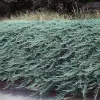 5 Blue Rug Juniper Live Plant – Juniperus horizontalis 'Wiltonii' Starter – Outdoor Groundcover - Image 1