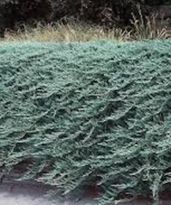 5 Blue Rug Juniper Live Plant – Juniperus horizontalis 'Wiltonii' Starter – Outdoor Groundcover - Image 1