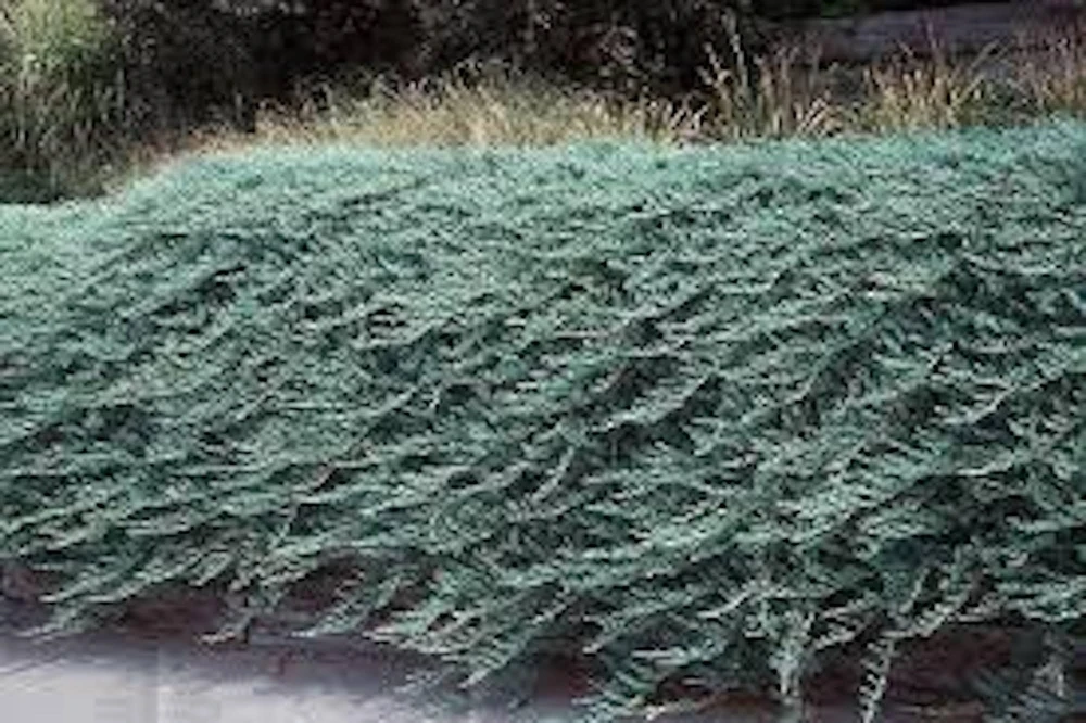 5 Blue Rug Juniper Live Plant – Juniperus horizontalis 'Wiltonii' Starter – Outdoor Groundcover - Image 1
