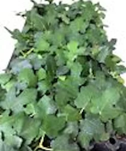 5 Brown Turkey Fig Tree Starter Plants - Ficus Carica Fruiting Perennial - Image 2
