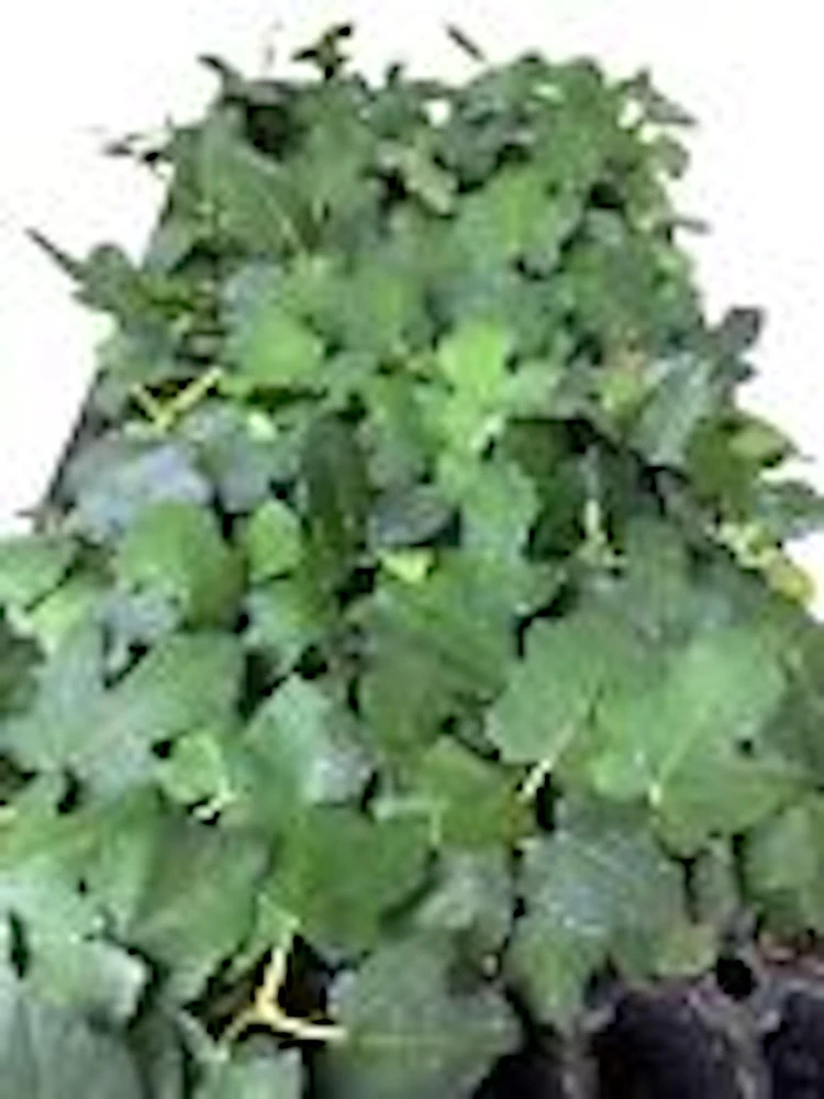 5 Brown Turkey Fig Tree Starter Plants - Ficus Carica Fruiting Perennial - Image 2
